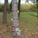 Tree climbing holds